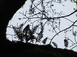 SX22057 Silhouette of mini ferns Common Polypody (Polypodium vulgare) on tree branch.jpg